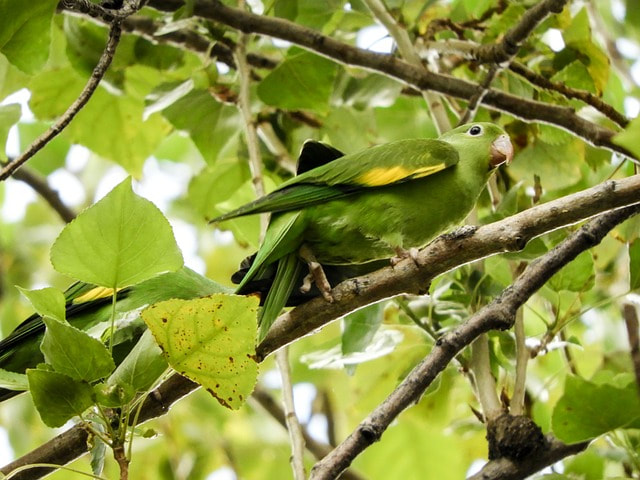 Yellow-Chevroned Parakeet