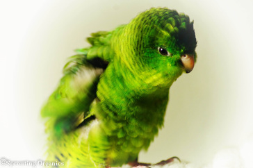 Hana lineolated parakeet
