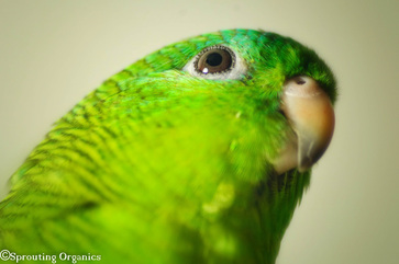 Hana - Lineolated parakeet